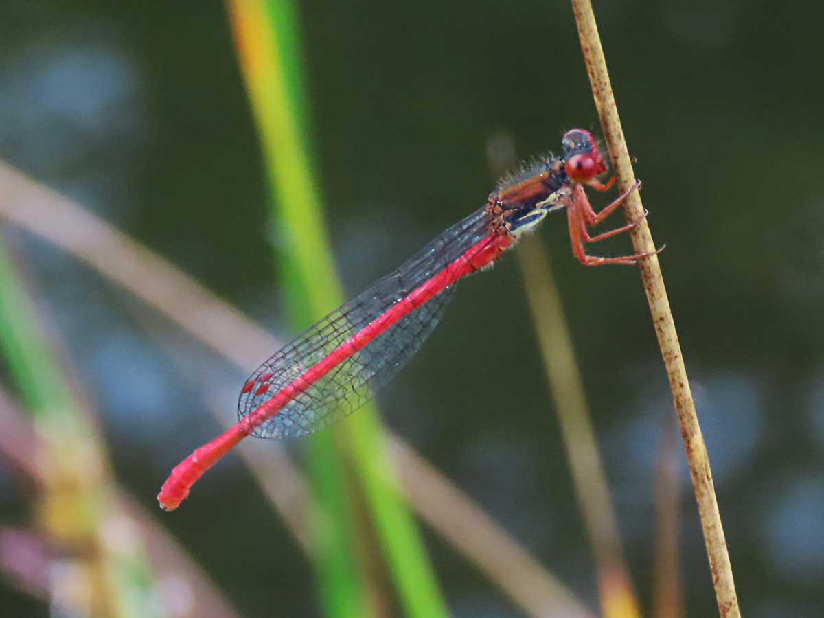 Ceriagrion_tenellum